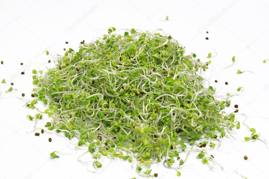 Pile of fresh sprouts isolated on white background