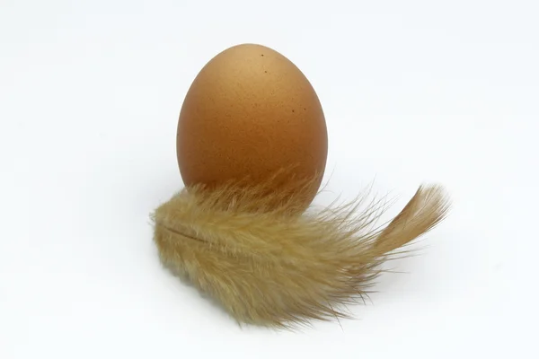 Closeup of one egg with feather isolated on white — Stock Photo, Image