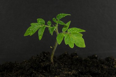 Genç domates bitki ve toprak