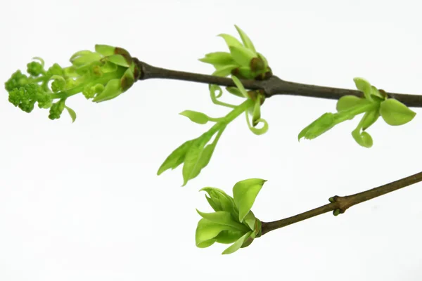 Zielone gałązki Lilac z pąków na białym tle — Zdjęcie stockowe
