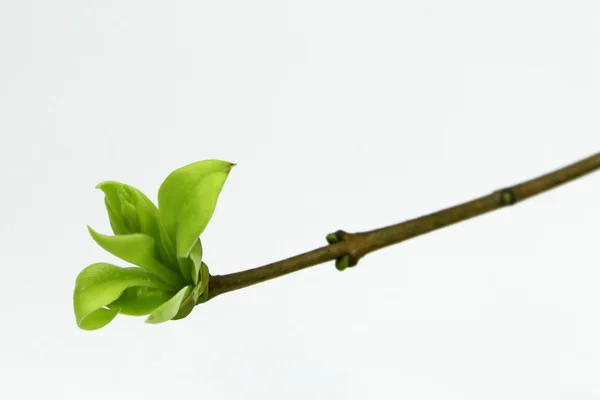 Green bud of lilac plant — Stock Photo, Image