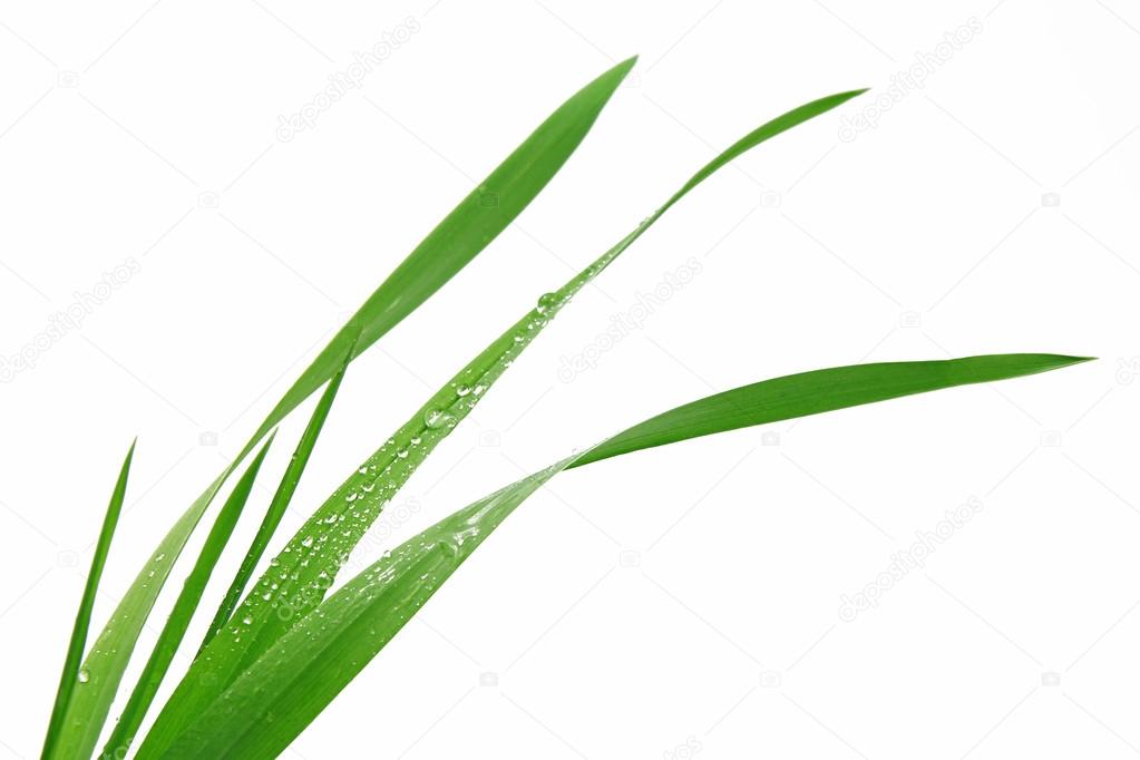 blade of grass on white background