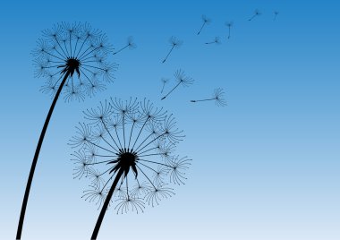 vector dandelion with flying seeds clipart