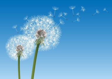 vector dandelion on a wind loses the integrity clipart