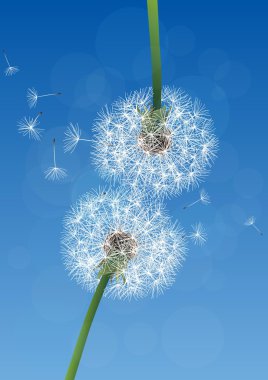vektör dandelions mavi