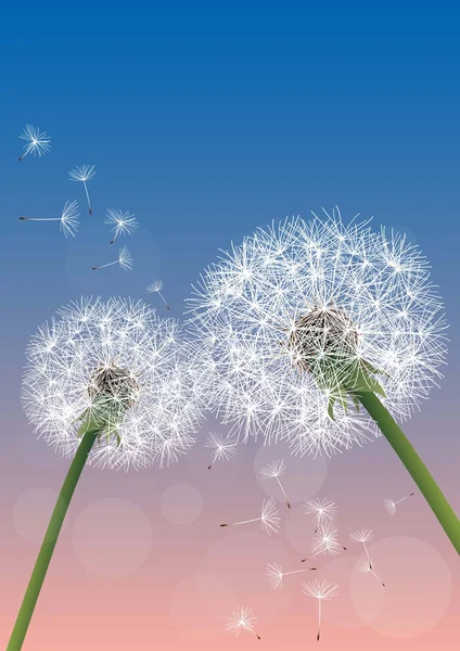 Vector dandelions on colored background — Stock Vector