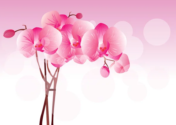 Fleur rose orchidée vecteur — Image vectorielle