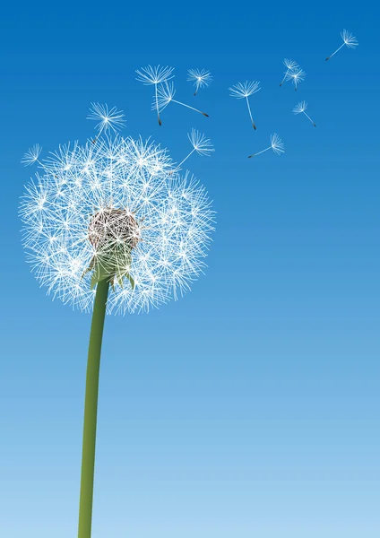 Vector dandelion on blue — Stock Vector