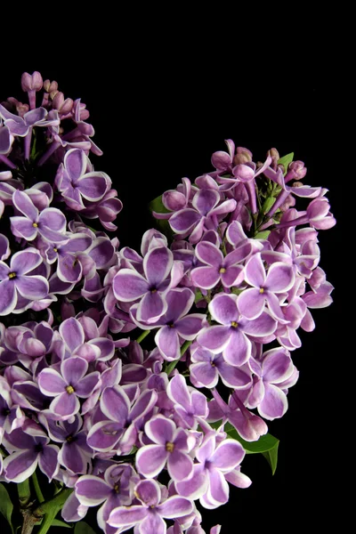 Lilac branch on black background — Stock Photo, Image