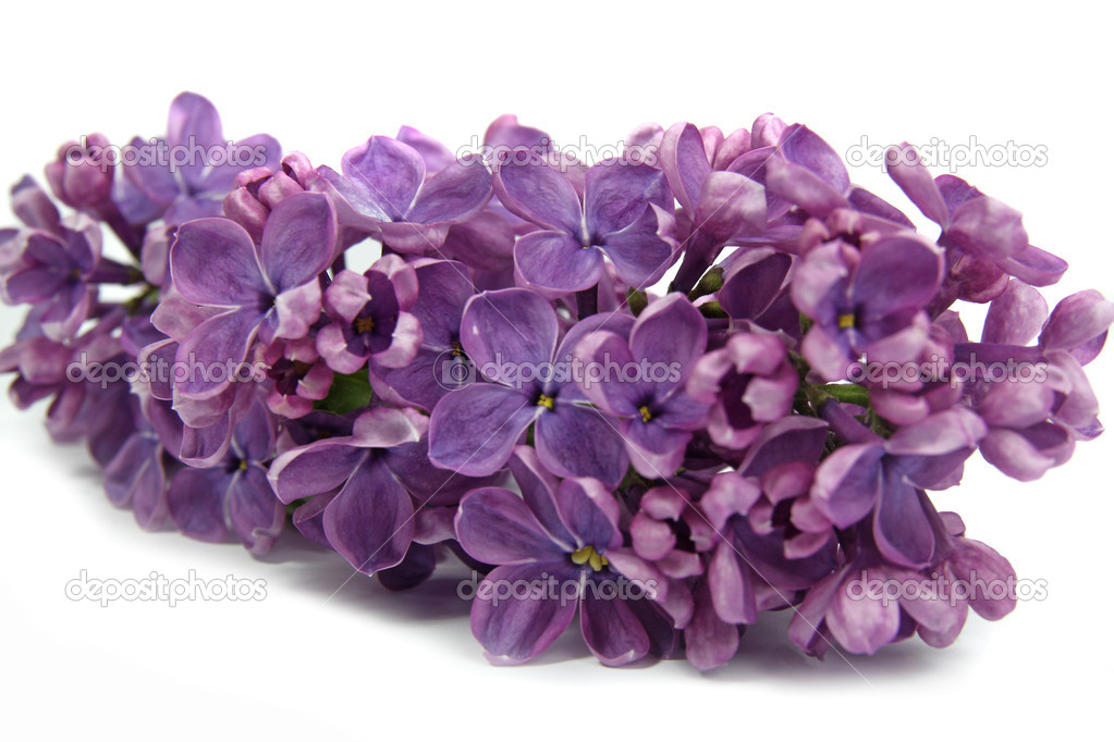beautiful lilac flowers on white