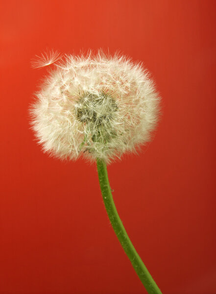 Одуванчик на красном фоне

