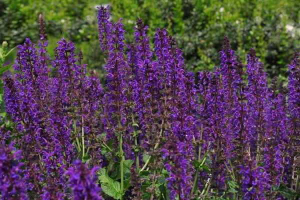 Lavender flowers — Stock Photo, Image