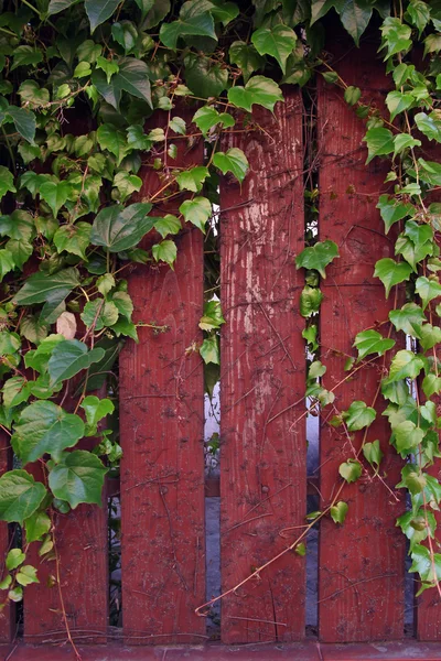 Parede de madeira com folhas de hera — Fotografia de Stock