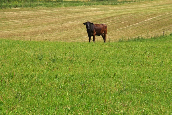 Byk w zielony łąka — Zdjęcie stockowe