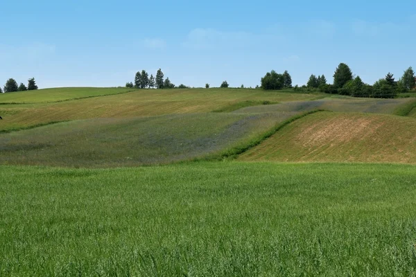 Groene velden en blauwe hemel — Stockfoto