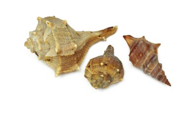Beyaz arka plan üzerinde izole üç deniz kabukları