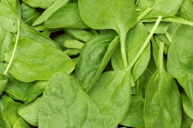 taze ıspanak yaprakları. arka plan veya doku