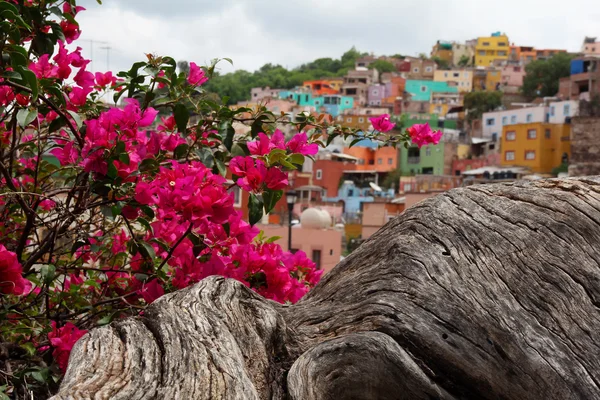 Rózsaszín virágok és Guanajuato, Mexikó-város színes házak — Stock Fotó