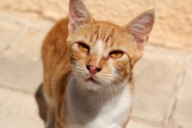 şirin zencefil kedi closeup