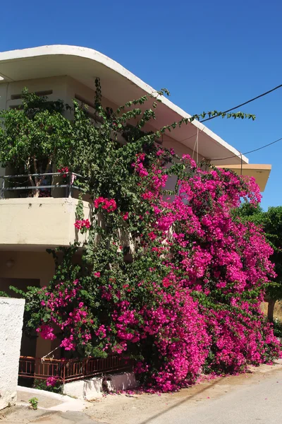 美丽的粉红色花朵的房子 — 图库照片