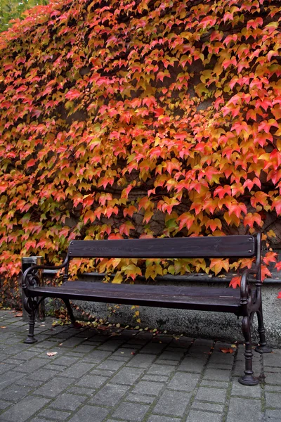 Houten bench en rode ivy gedekt muur — Stockfoto