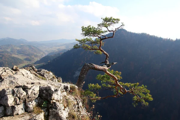 Famoso relicto de pino en el pico Sokolica símbolo de las montañas Pieniny — Foto de Stock