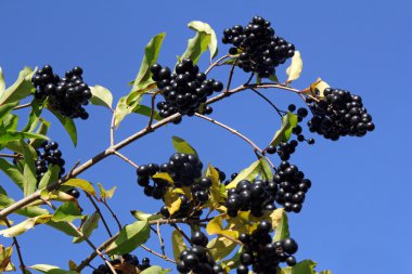 kuş kiraz (prunus padus şube)