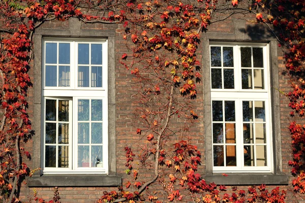 Dvě okna na podzim — Stock fotografie