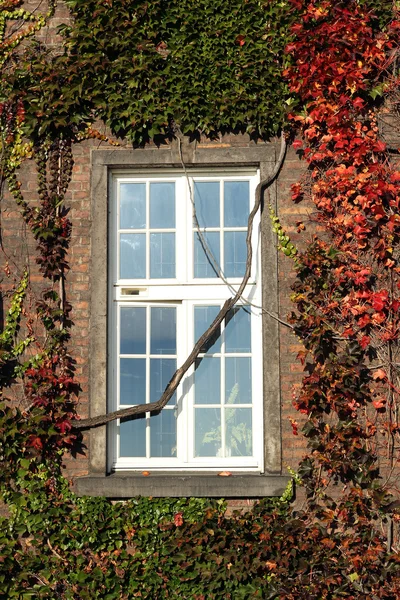 Venster in rode ivy overdekte bakstenen muur — Stockfoto