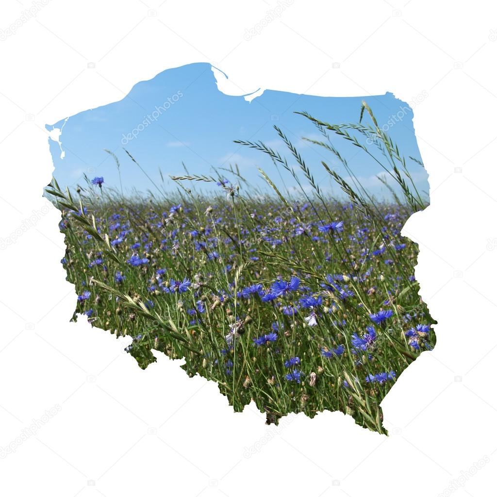Map of Poland filled with cornflowers meadow
