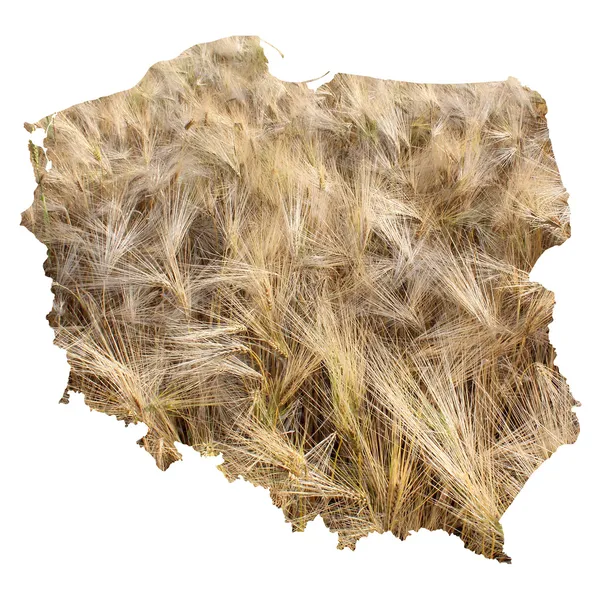 Peta Polandia dengan latar belakang lapangan barley — Stok Foto