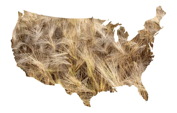 USA map filled with barley field backgroud — Stock Photo, Image