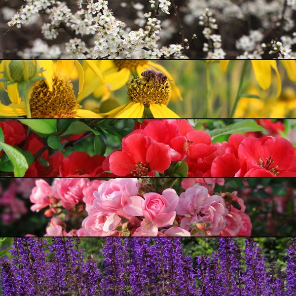 Collezione di bandiere di fiori colorati o sfondo — Foto Stock