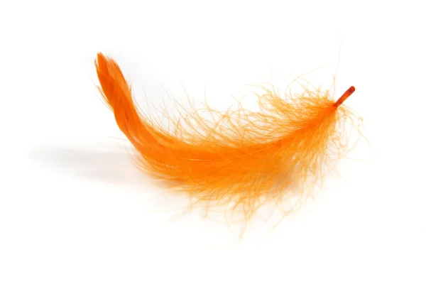 Fluffy orange feather on white background — Stock Photo, Image