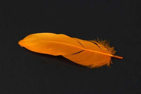 Orange feather on black paper background — Stock Photo, Image