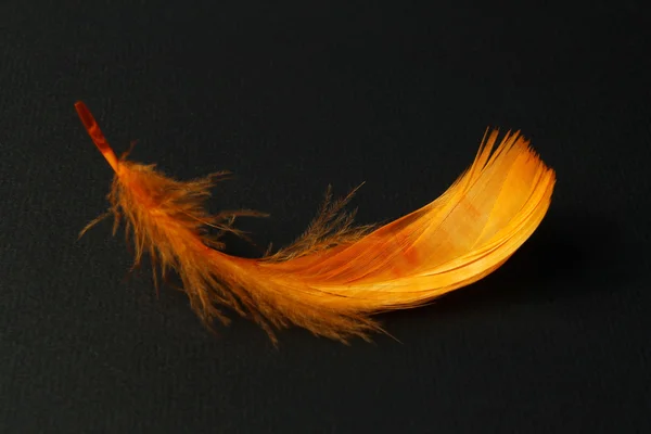 Orange fluffy feather on black paper background — Stock Photo, Image