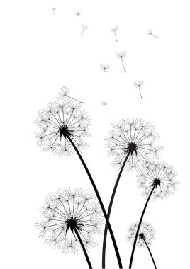 siyah-beyaz dandelions vektör