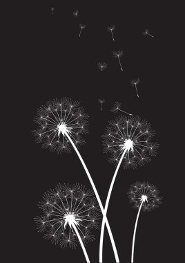 siyah zemin üzerine beyaz dandelions grubu