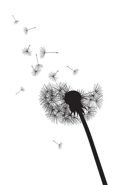 Black and whte dandelion loosing his integrity — Stock Vector