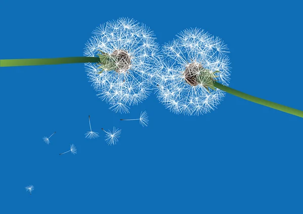 Two dandelions on blue background- vector — Stock Vector