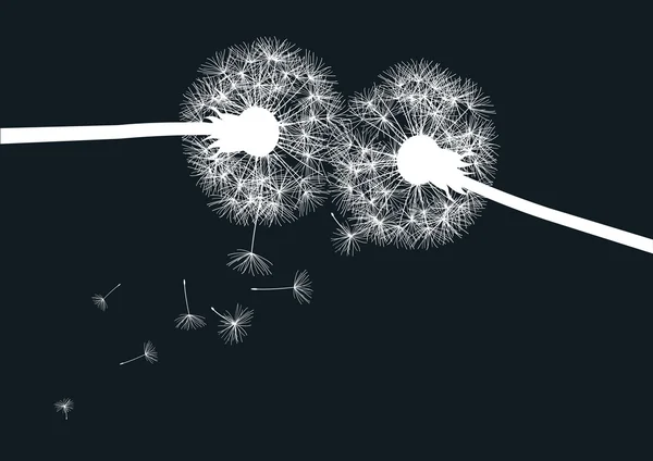 Deux pissenlits blancs sur fond noir — Image vectorielle