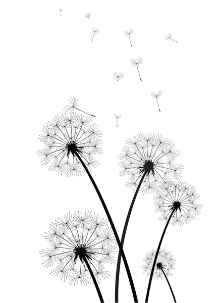 siyah-beyaz dandelions vektör