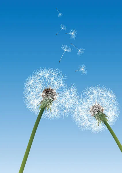 Two dandelions on blue background with flying seeds — Stock Vector