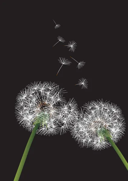 Two dandelions on black background — Stock Vector