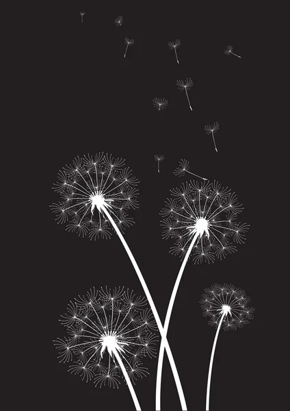 Groupe de pissenlits blancs sur fond noir — Image vectorielle