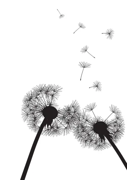 Two black dandelions on white background- vector — Stock Vector