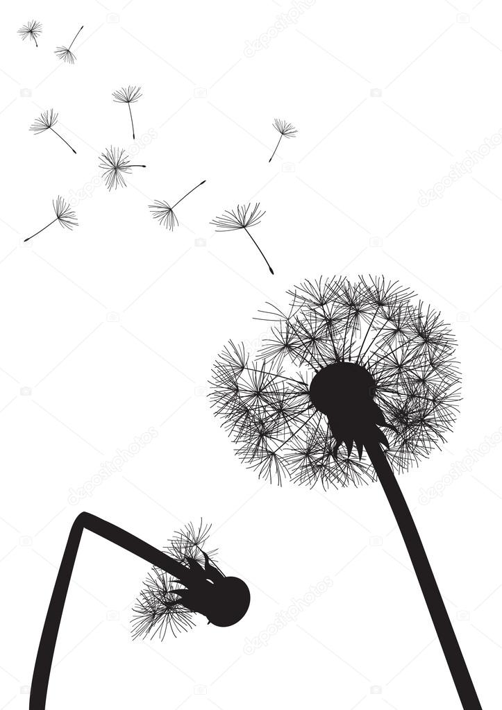 Dandelions on white background- one with broken stal