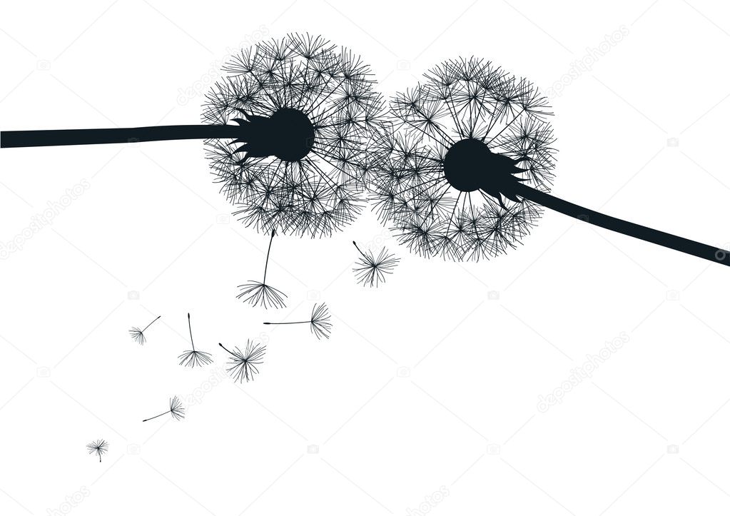 Black and white dandelions Stock Vector Image by ©chrupka 37018065