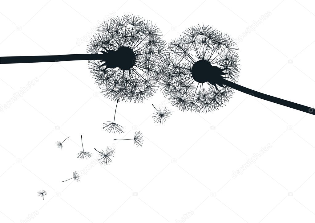 Black and white dandelions
