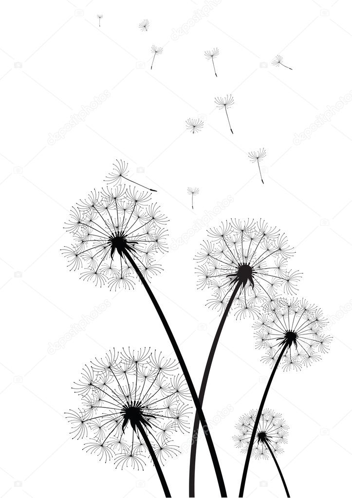 Black and white dandelions vector